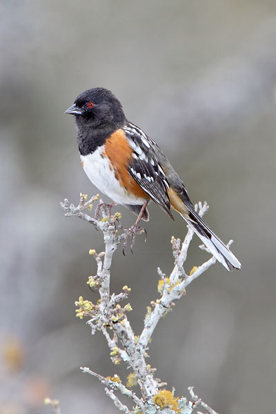 Spotted Towhee © Russ Chantler
